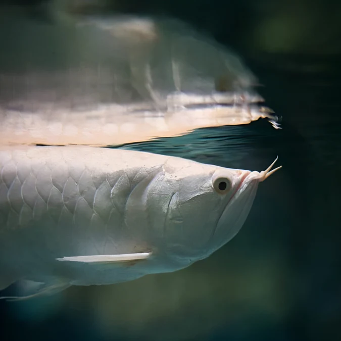 Dragon fish is not dragon fish, silver ain't gold